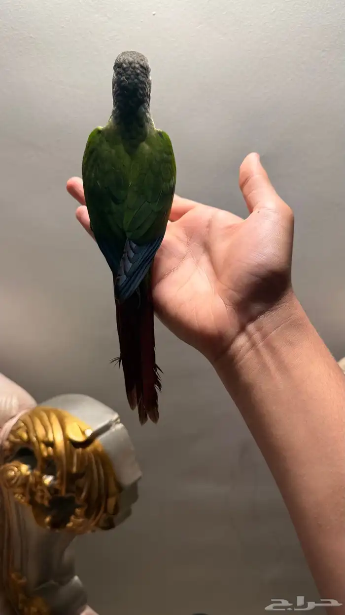 كنيور للبيع 2