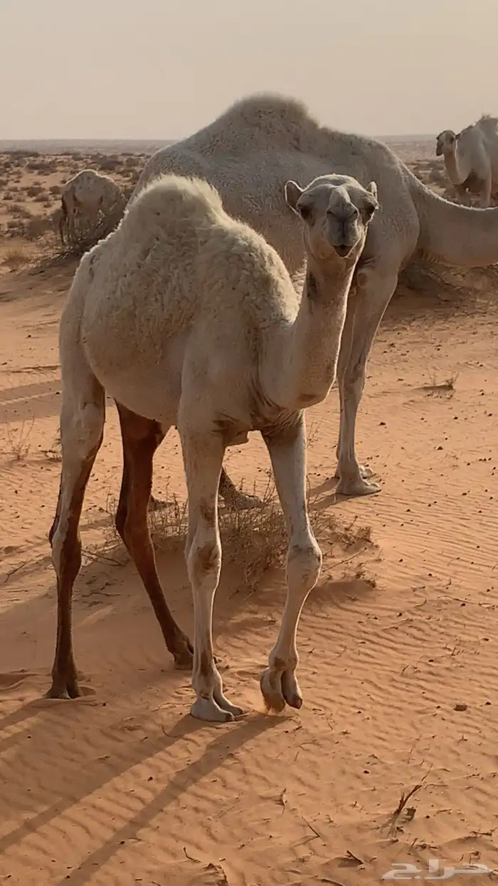 حشو العمر مخليل حليلات 2