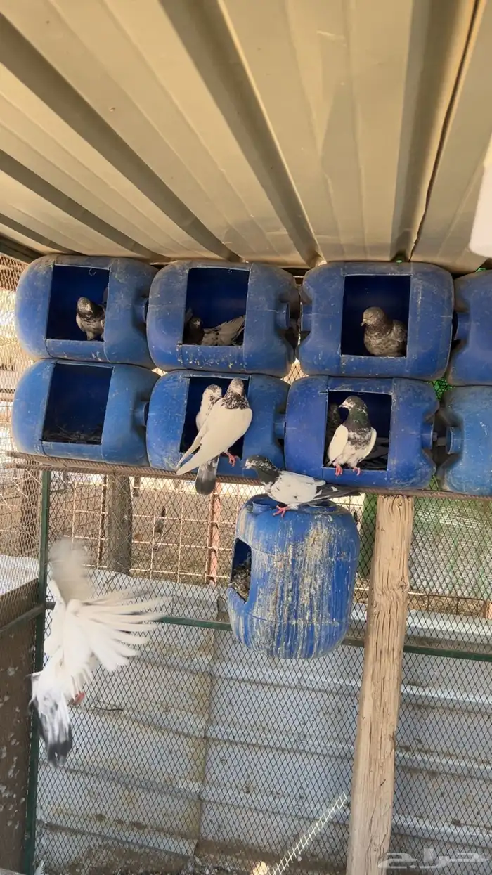 حمام باكستاني 9