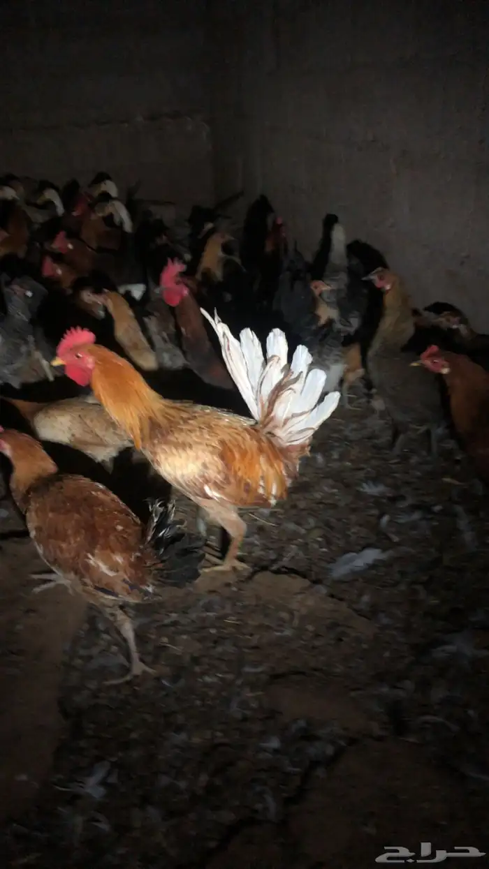 دجاج 5