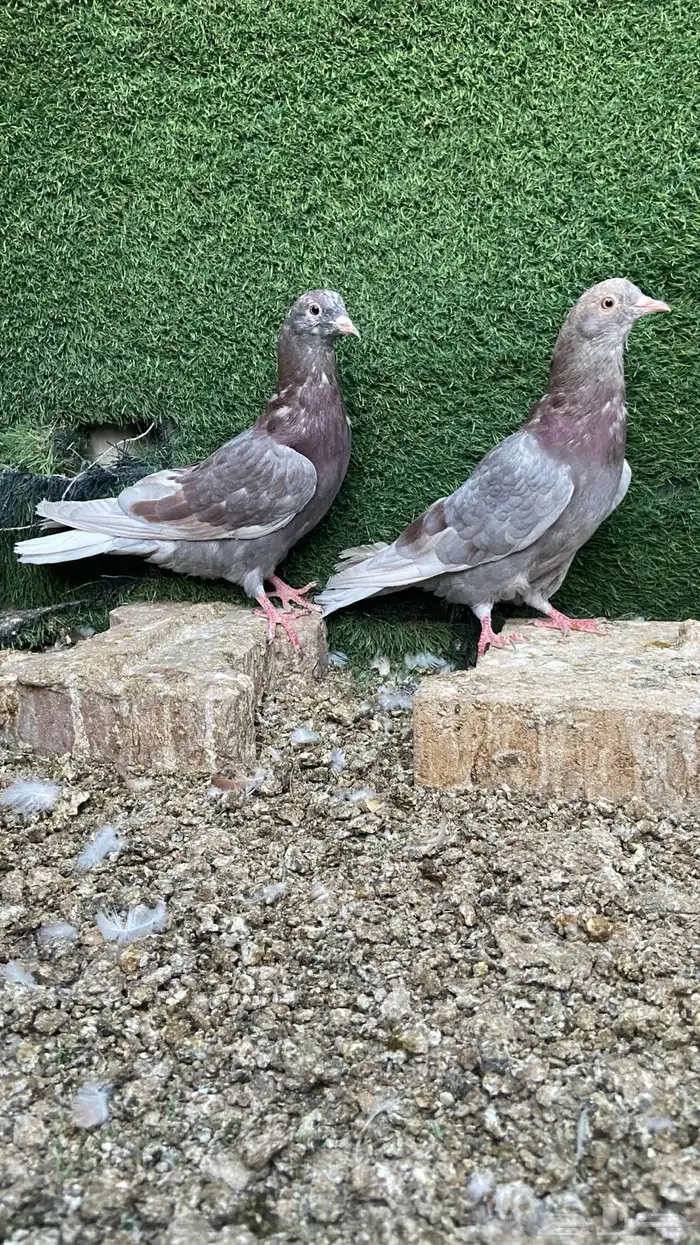 عشاق القلابي القطيفي 4