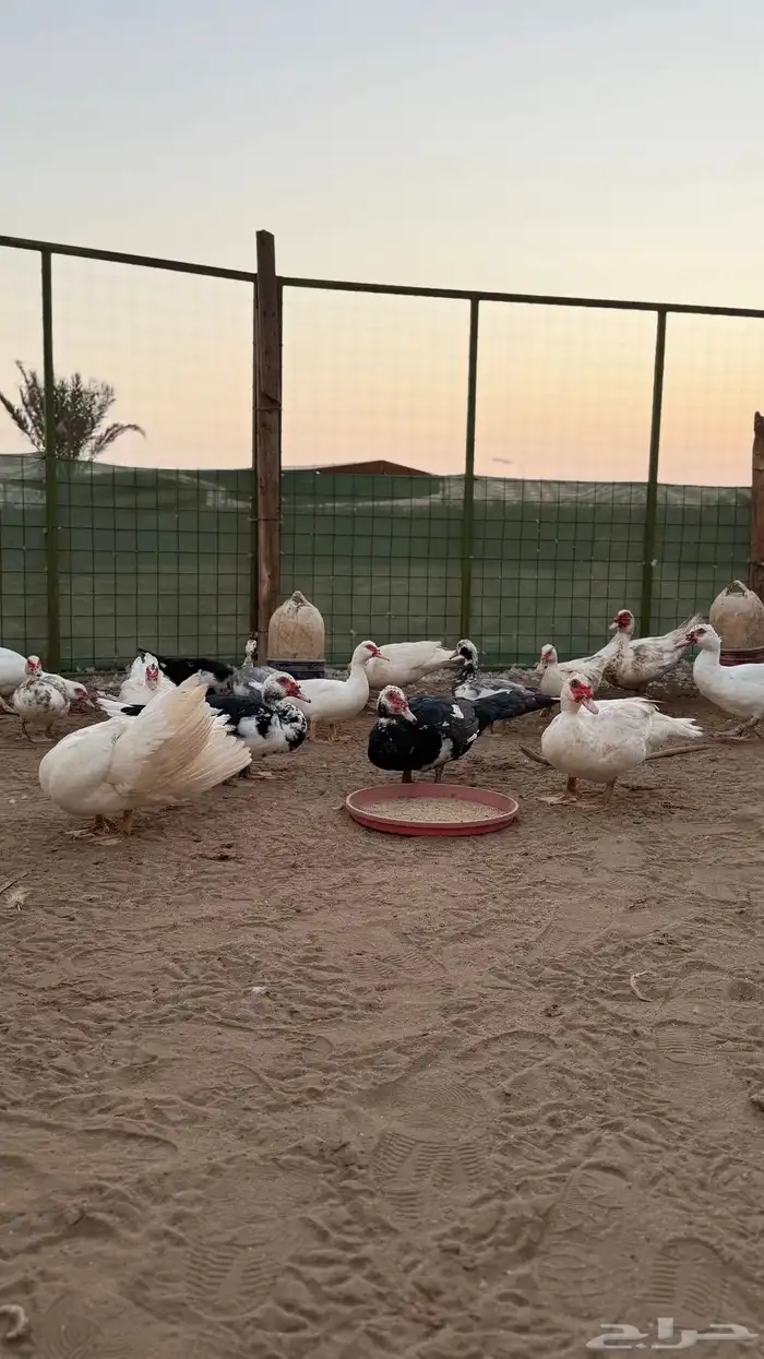 بط مسكوفي 15