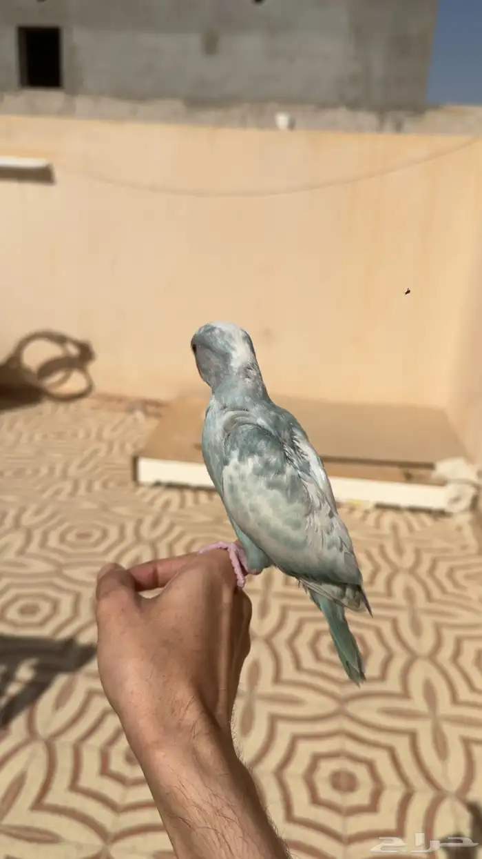 فرخ درة ابرق 1