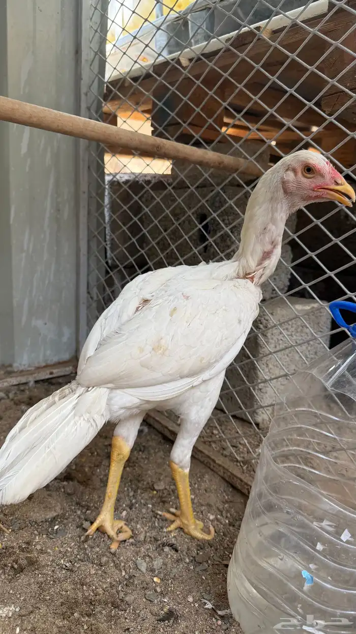 دجاج سندي 4