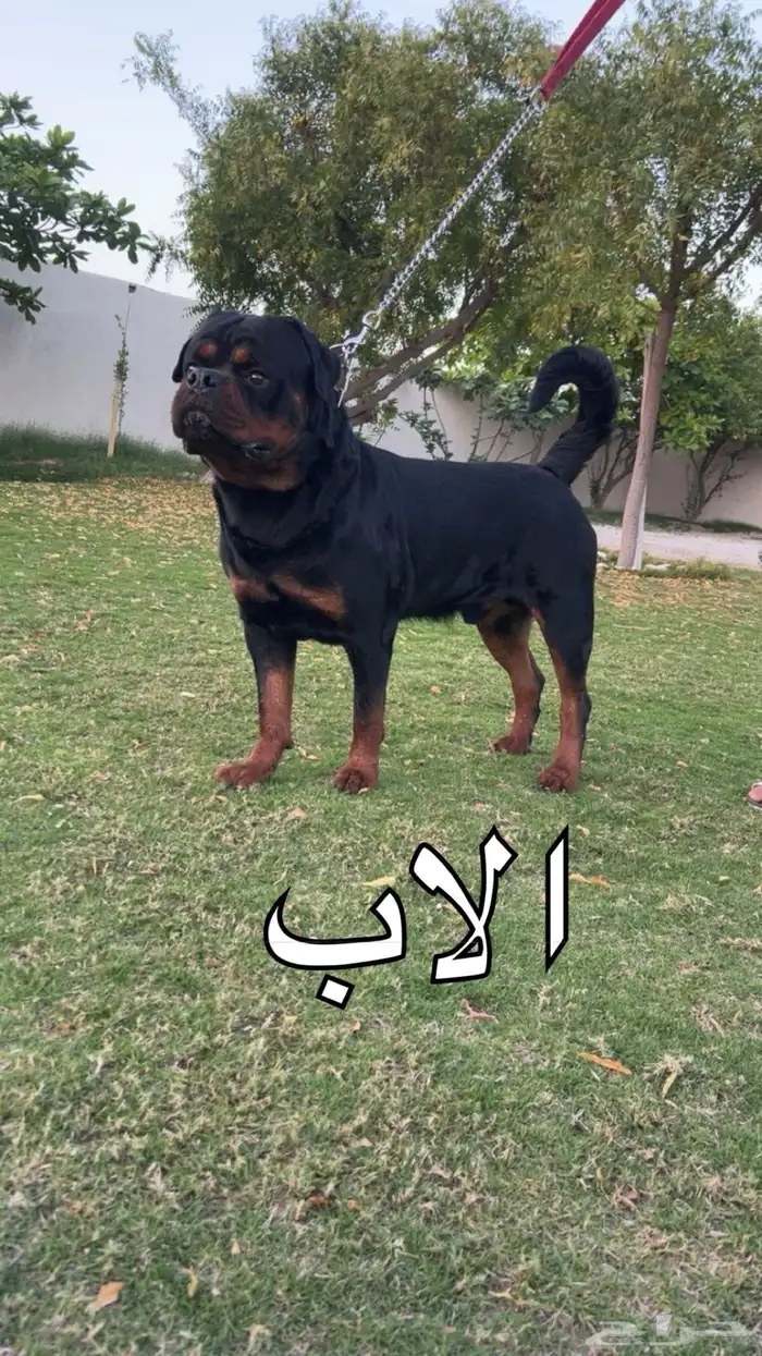 جراوي روت وايلر للحجز 1