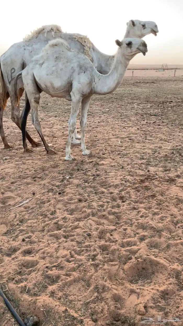 قعود باتلي كفو حوار عمره 10 شهور 1