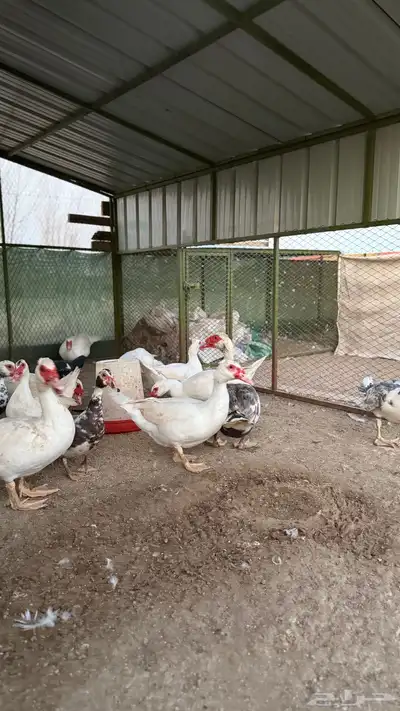 بط مسكوفي index