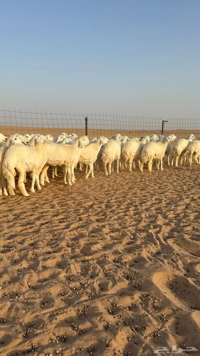 رخال حريات جذعات حلال فاخر 11