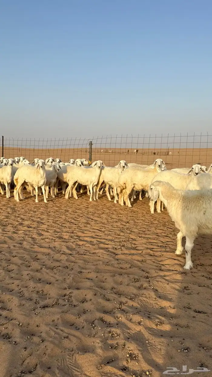 رخال حريات جذعات حلال فاخر 10