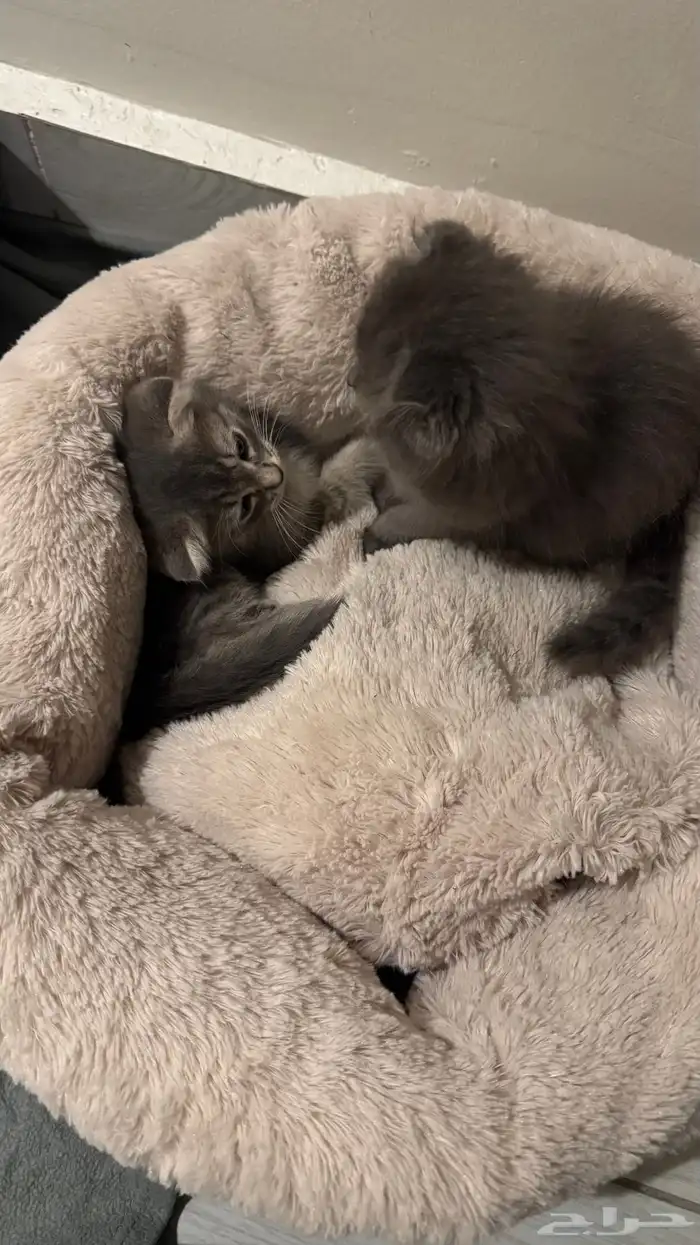 كيتن سكوتش فولد 0