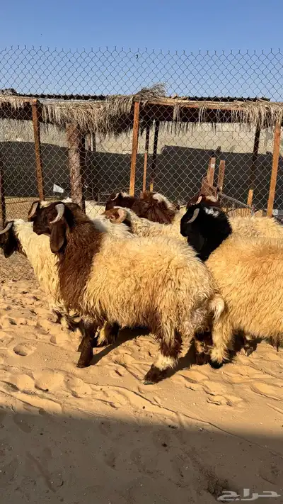 جذعان للبيع index