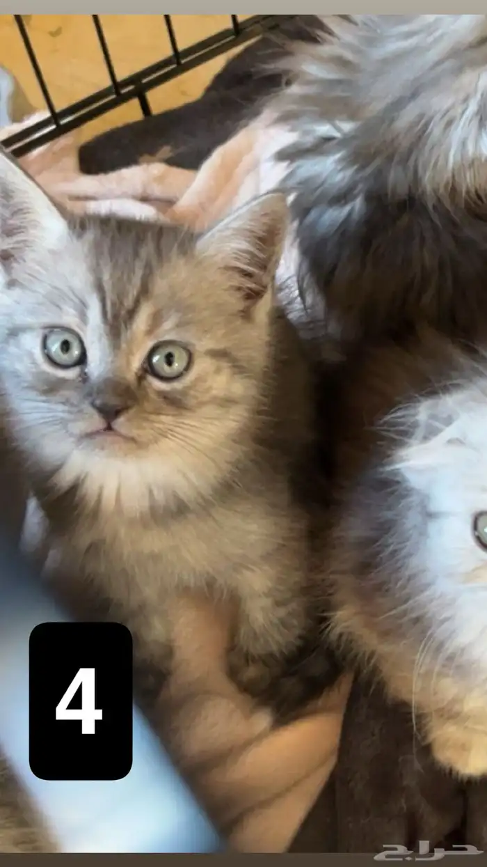 قطط سكوتش للبيع 3