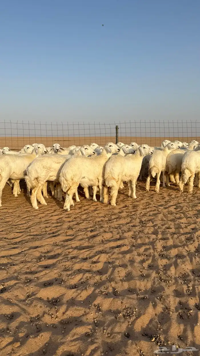 رخال حريات جذعات حلال فاخر 1