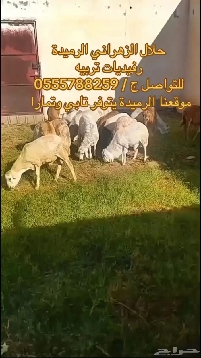طليان ذبايح حريات فاخره جد ا وسواكن ورفيديات تربيه 12