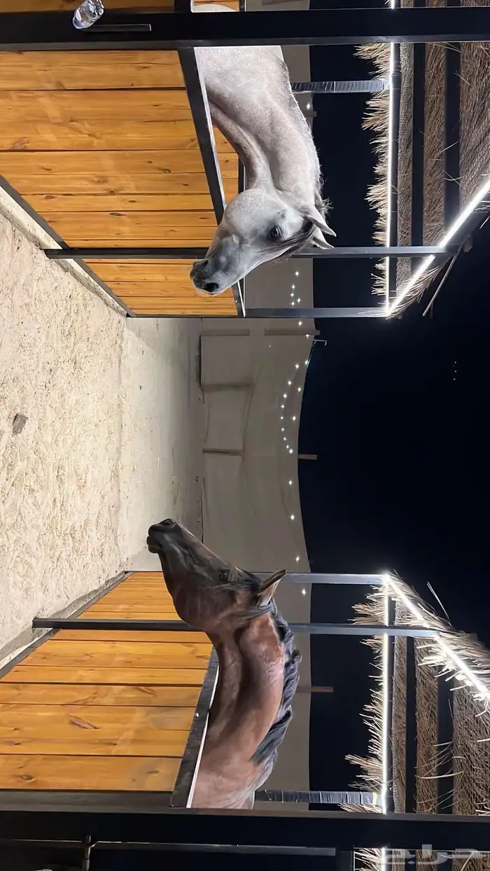 خيل شعبي 2