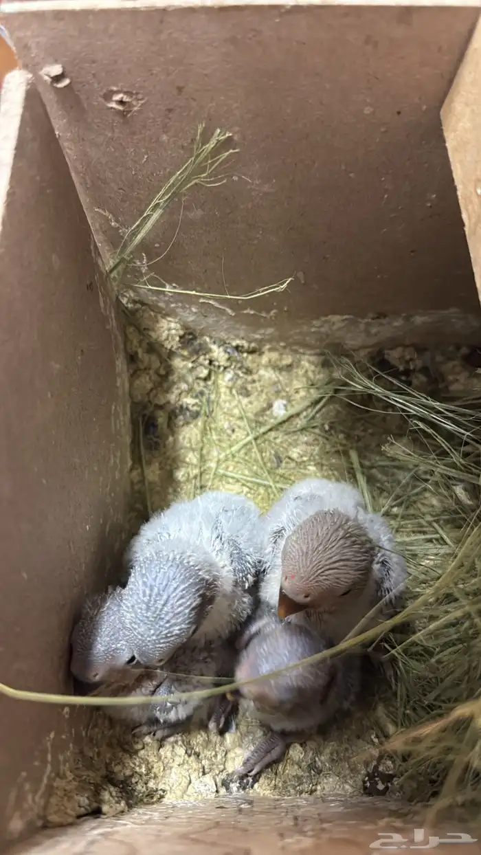 فروخ روز الحقو الزين 2