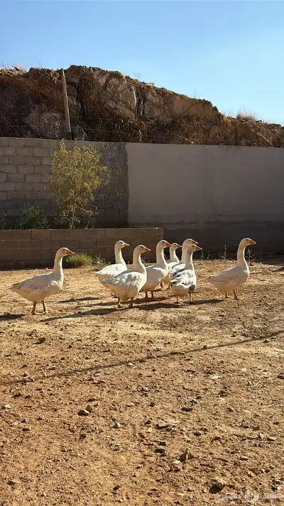 وز للبيع 0
