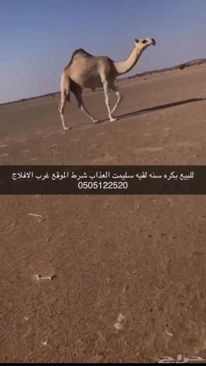 غرب الافلاج 0