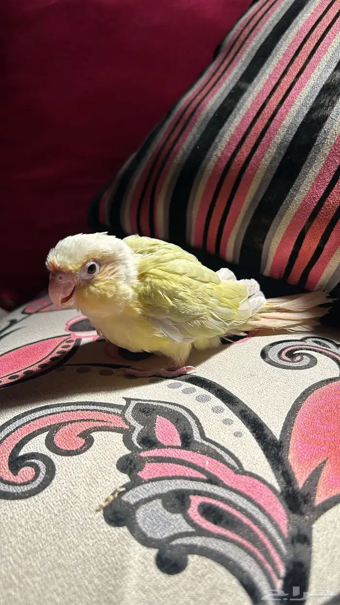 فرخ كنيور مون شيك 3