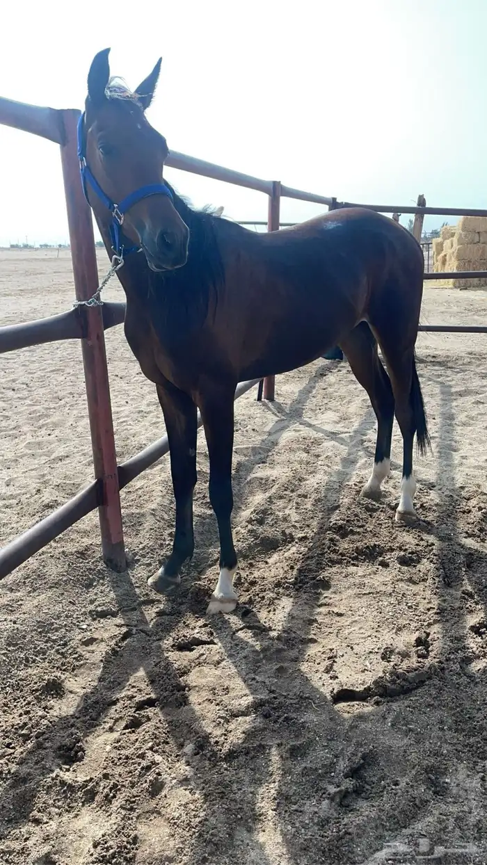 حصان عربي بدون اوراق 1