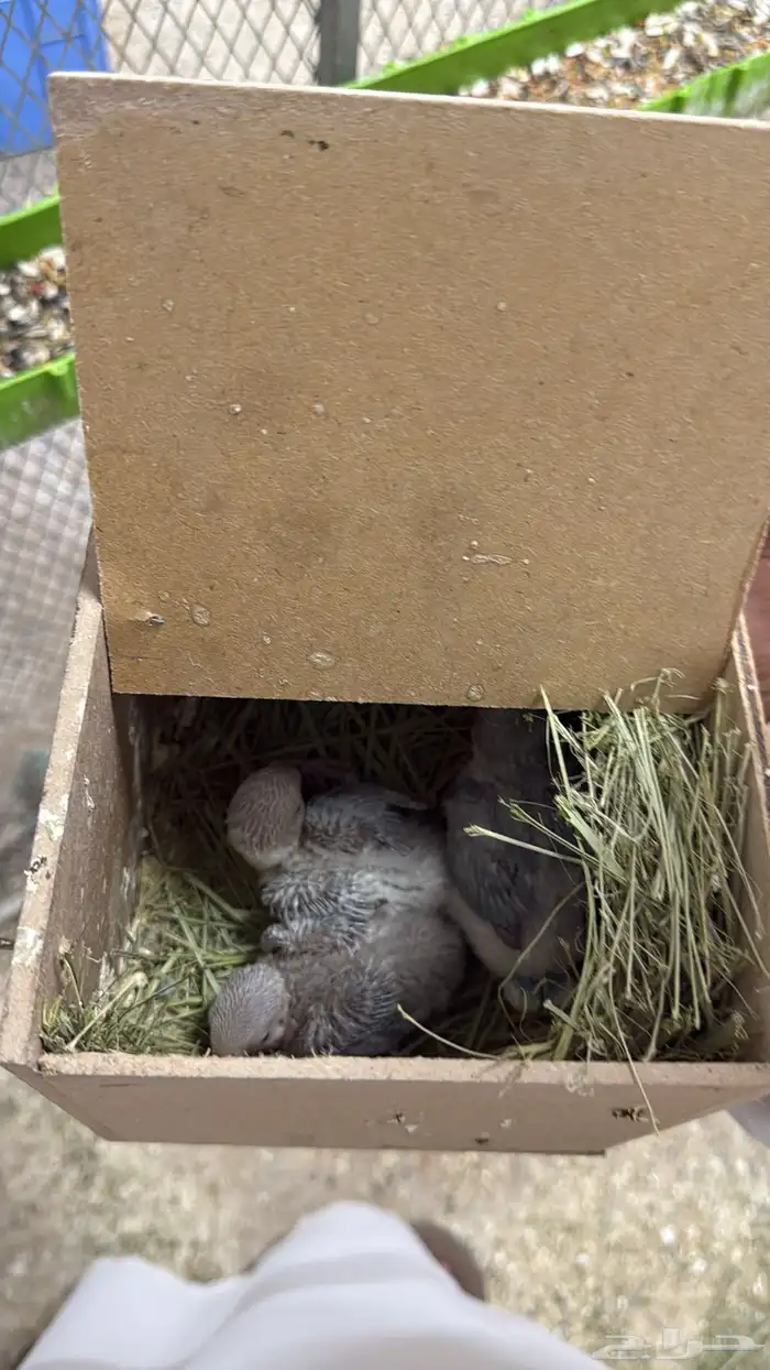 فروخ روز الحقو الزين 1