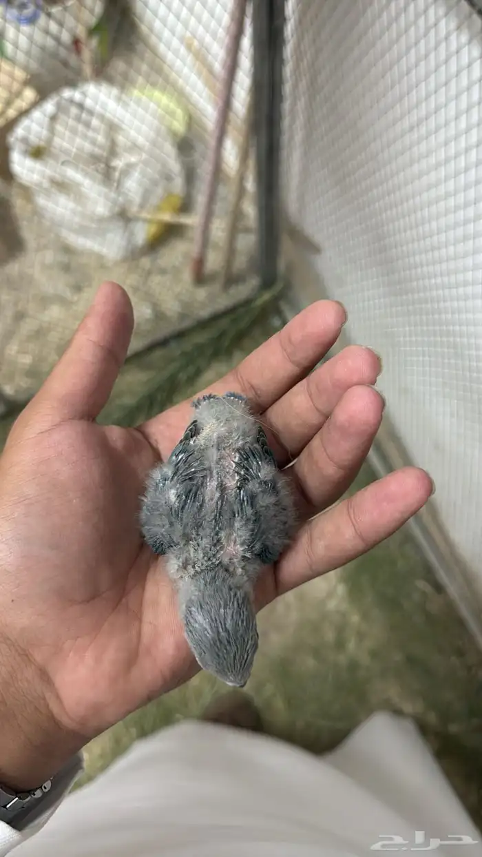 فروخ روز الحقو الزين 4