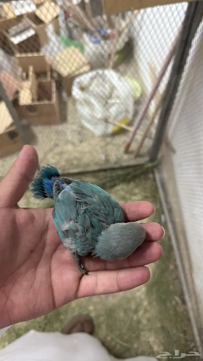 فروخ روز الحقو الزين 5