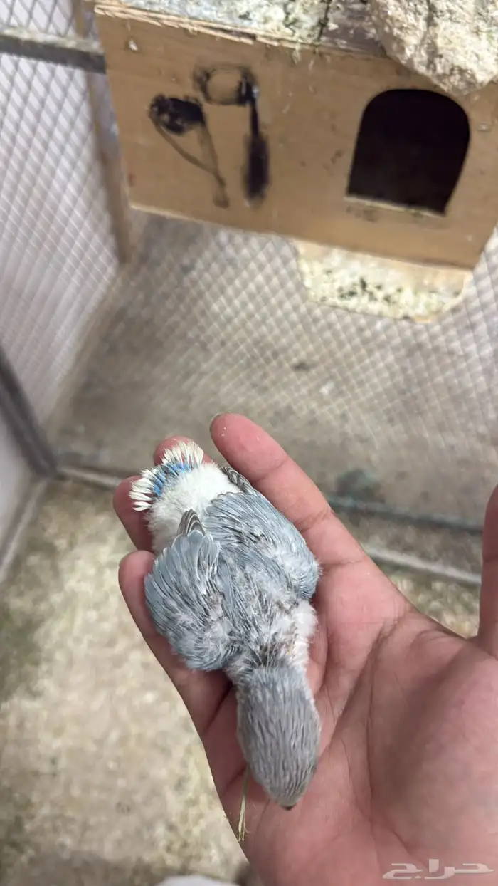 فروخ روز الحقو الزين 0