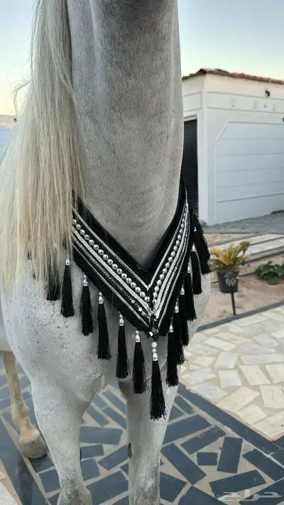 زينة خيل index