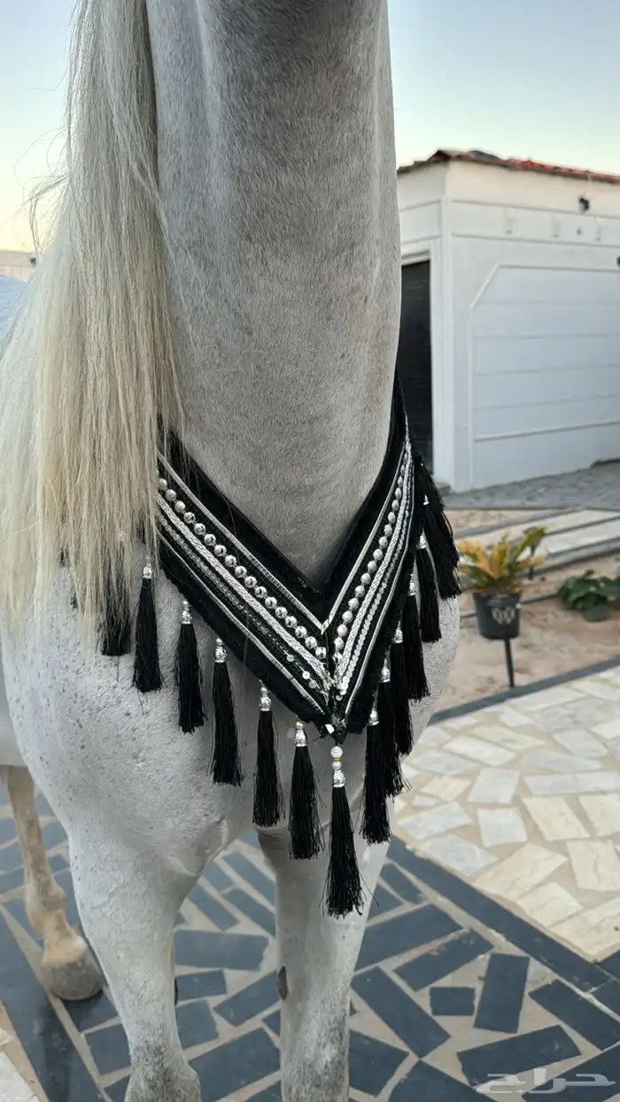 زينة خيل 0