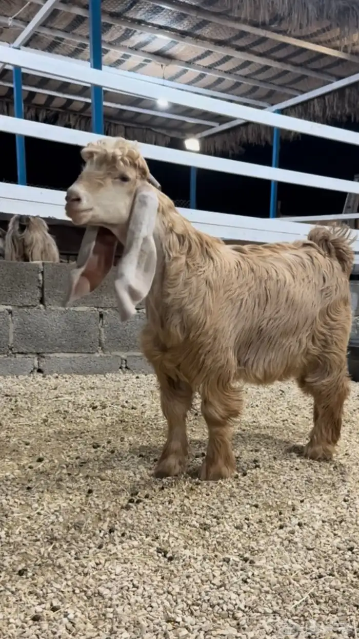 جفر عارضي اصفر خصم 0