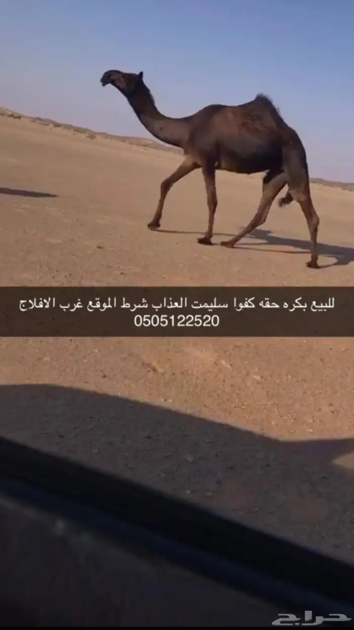 غرب الافلاج 1