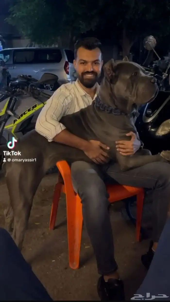 كلب كين كورس 4