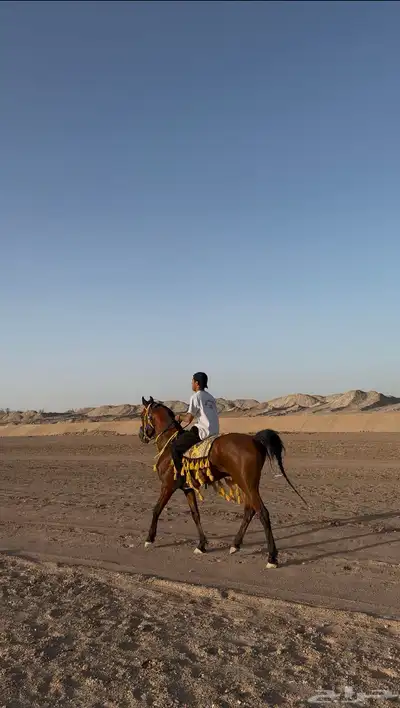 حصان شعبي شيخ index