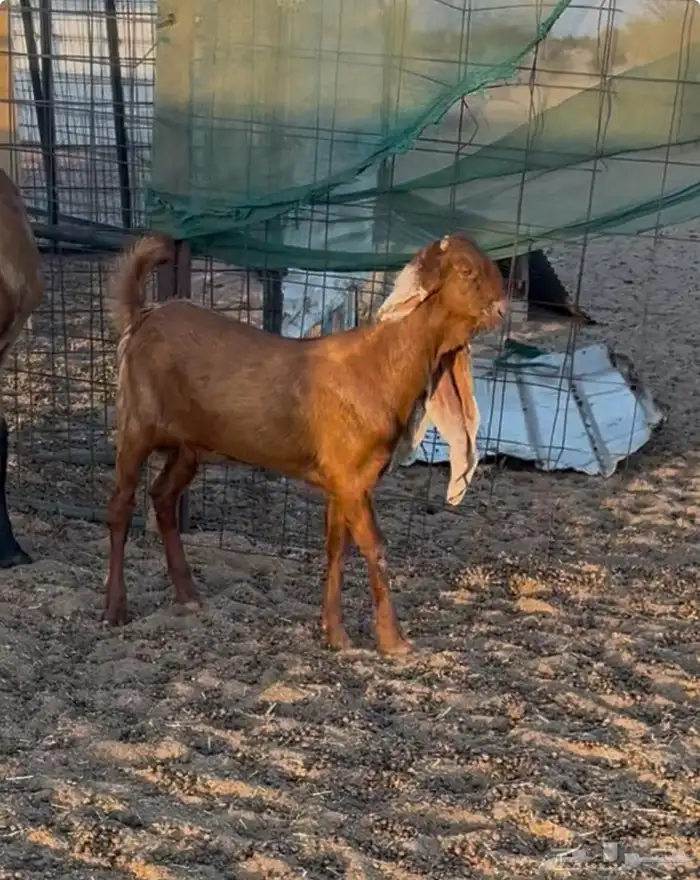 عنز حجازية ثنيه جرم فاخر متبع بجفره نادره 5