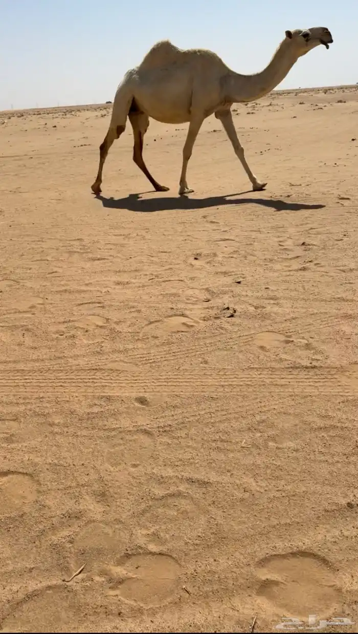 لقحه و عشرا مبيوع ولدها وضح 0