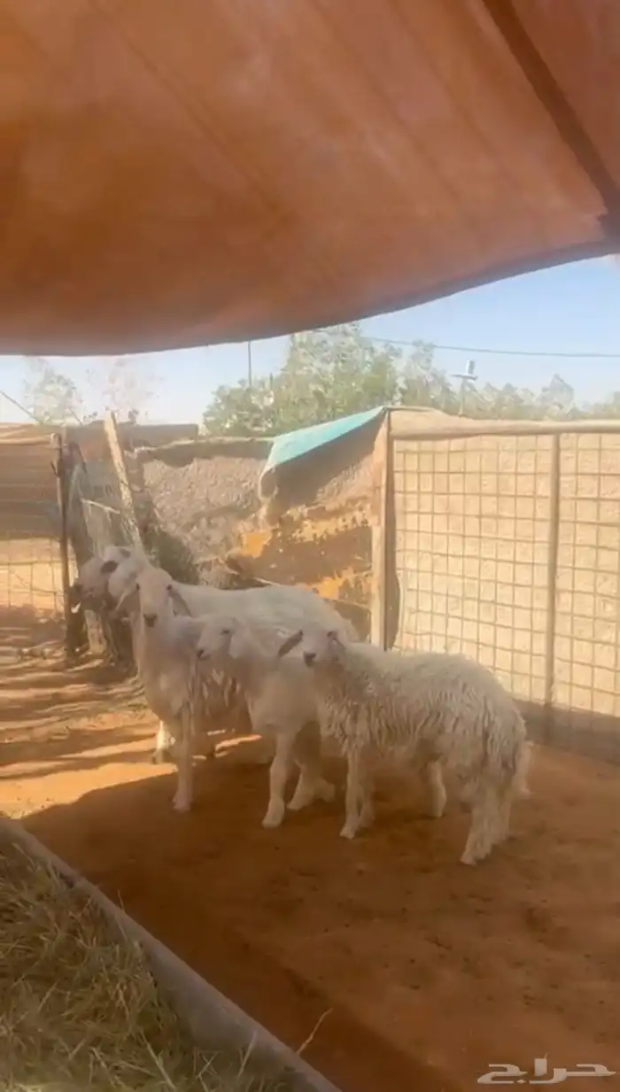 طليان حري 2