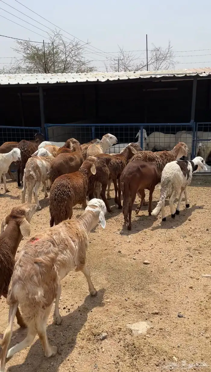 طليان ذبايح حريات فاخره جد ا وسواكن ورفيديات تربيه 5
