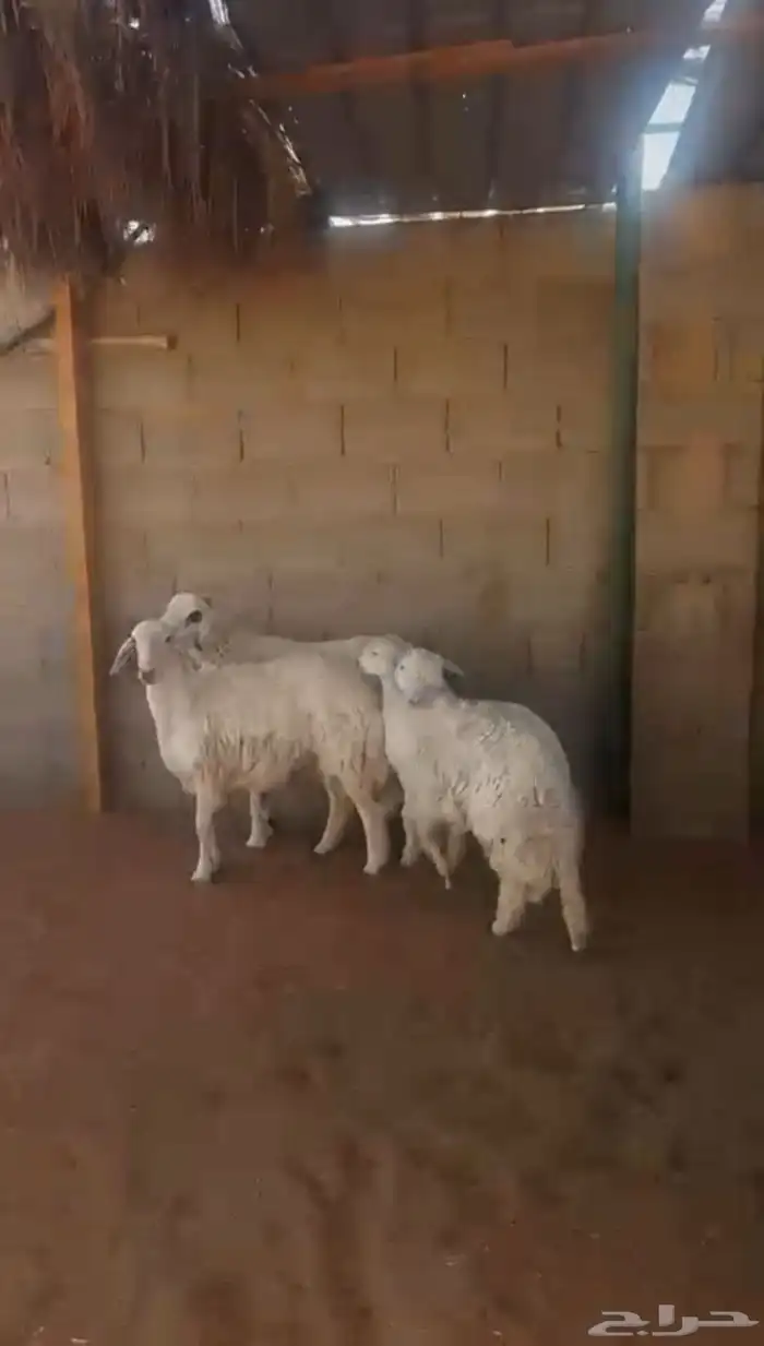 طليان حري 4