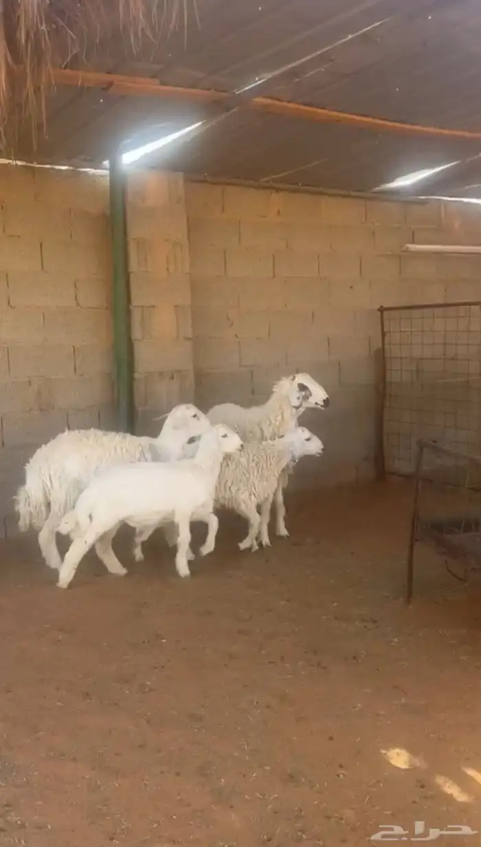 طليان حري 1