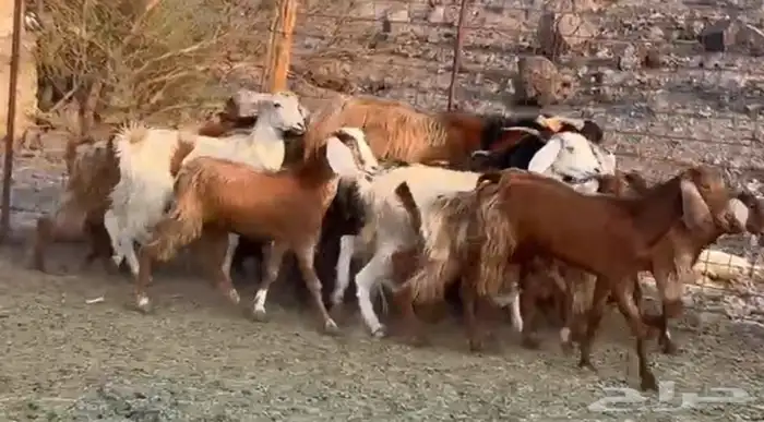 جفار مصريات صغار سن 2