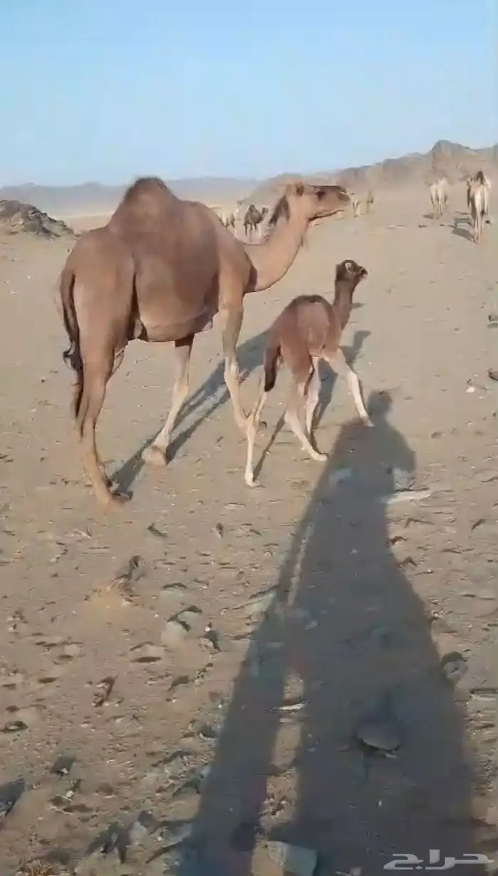 خلفة حمرا مصغر 1