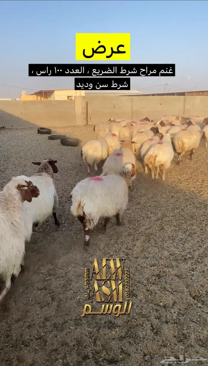 غنم مراح شرط الضريع 0