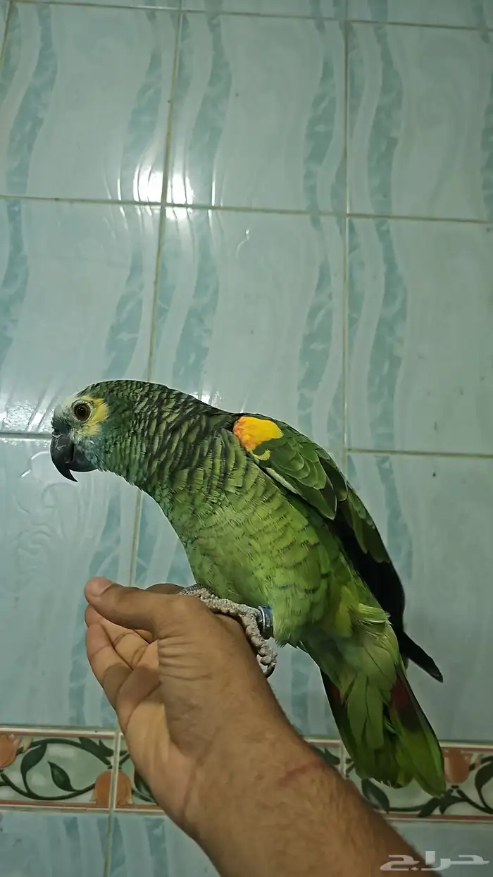 للبيع بغبغاء دره نيبالي امزون بلوفرنتد كاسكو الحق على العروض 0