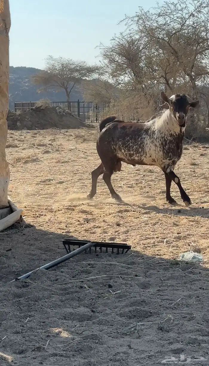 فحل اوشح فاخر 1