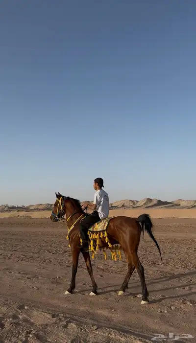 حصان شعبي شيخ index