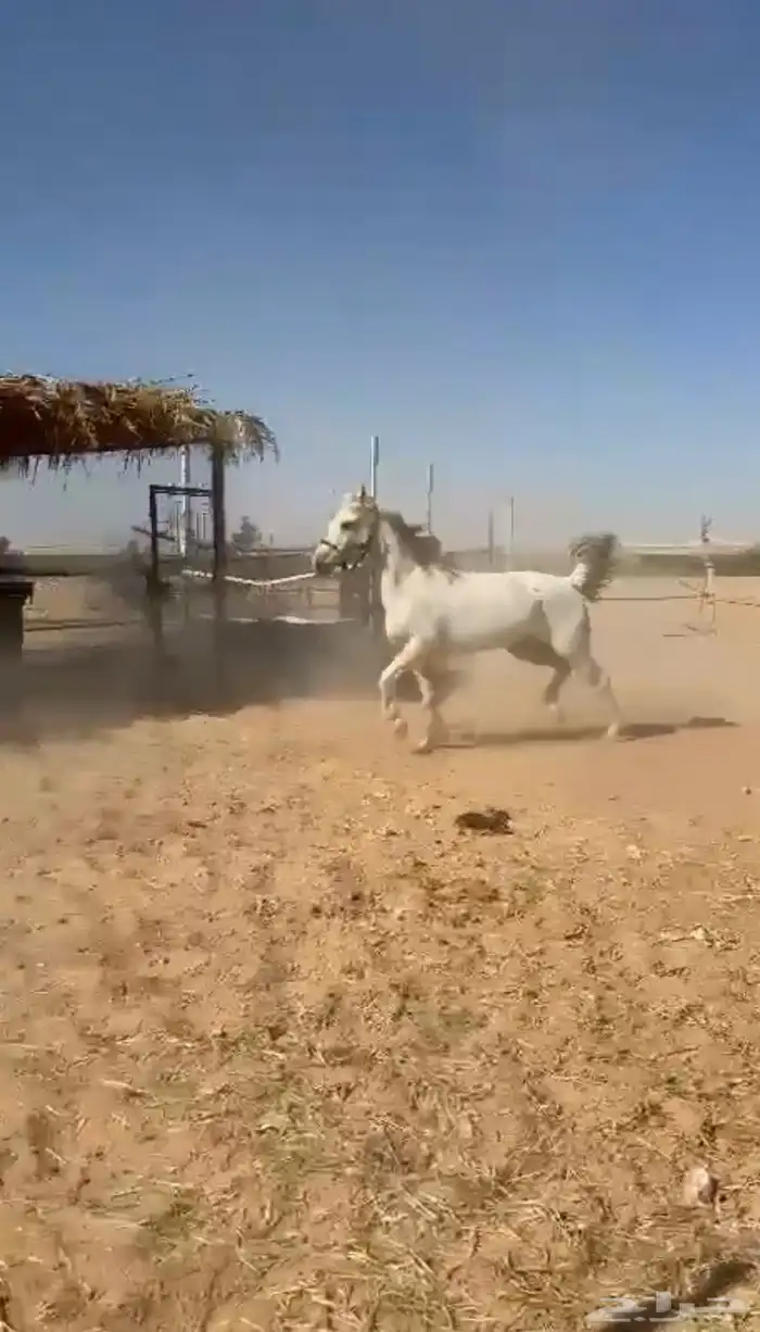 فرس شعبيه العمر 10 سنين. 0