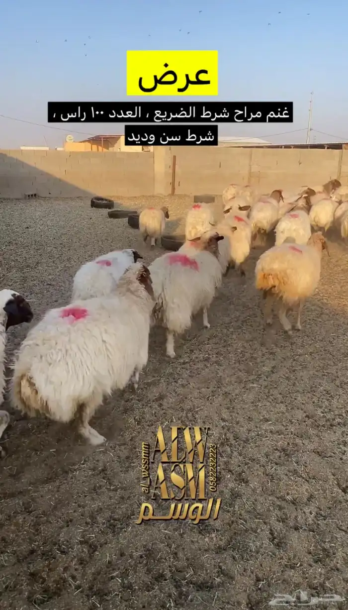 غنم مراح شرط الضريع 1