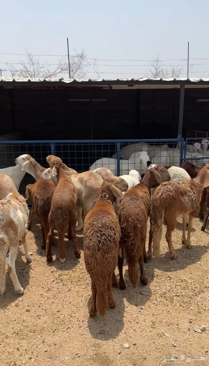 طليان ذبايح حريات فاخره جد ا وسواكن ورفيديات تربيه 3