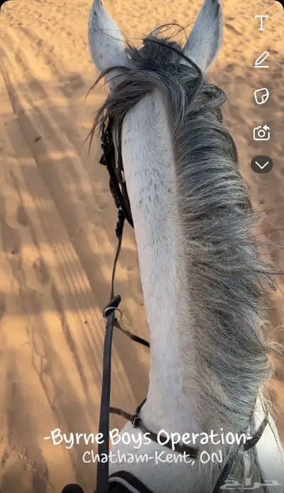 خيل شعبي index